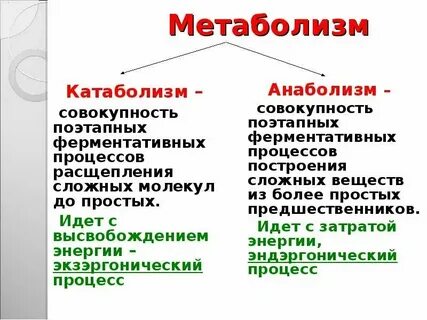 Что такое анаболизм и катаболизм