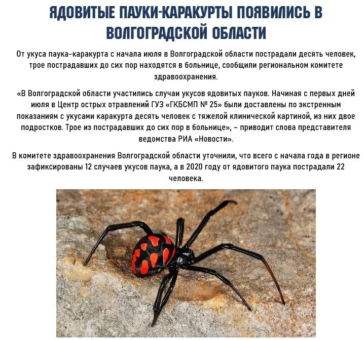 Доклад про тарантула ? описание паука, особенности строения, виды