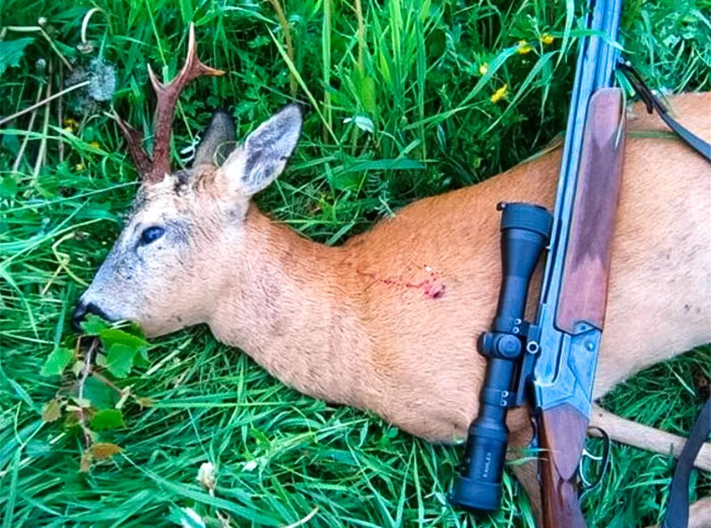 Лось во владимирской области. Охота на фазана с пневматикой хатсан 5,5. Отстрел. Отстрел. Охота на ворон с мр512 пневматикой.