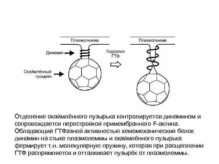 Образование окаймленных пузырьков. Окаймленные пузырьки и ямки. Окаймленные пузырьки функции и строение. Образование и функции окаймленных пузырьков.