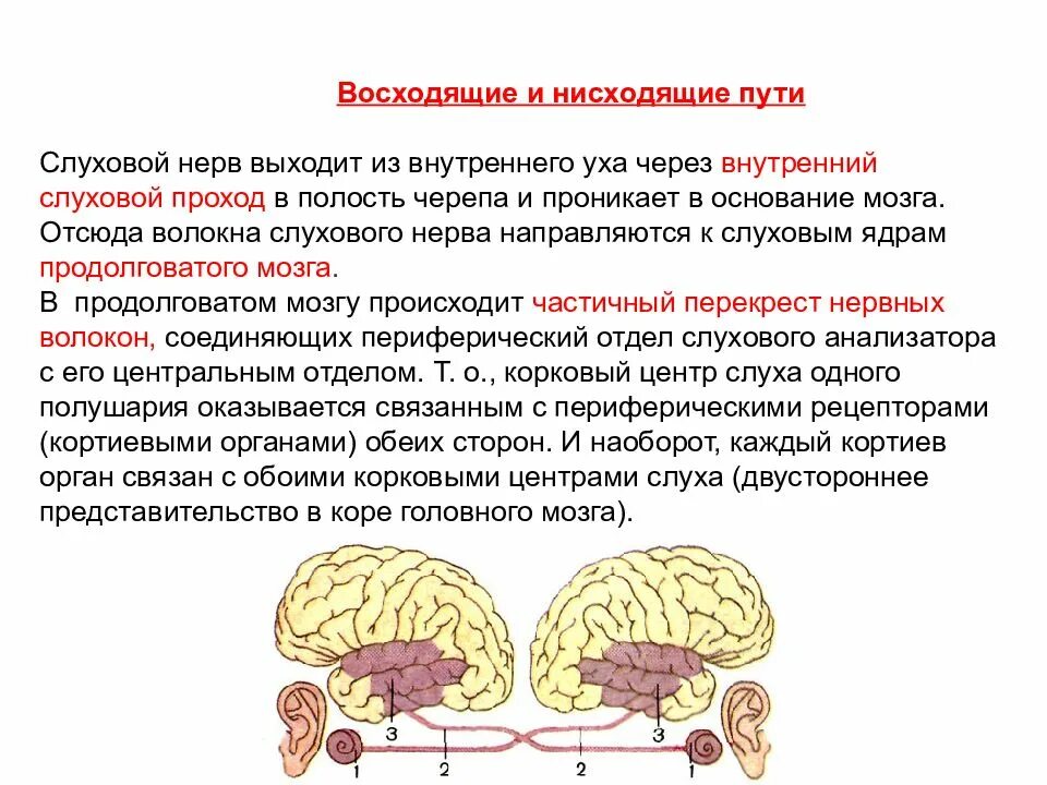 Слуховой нерв какой отдел. Заболевания проводникового отдела слухового анализатора. Функции слухового нерва. Проводящие пути слухового анализатора. Восходящие и нисходящие пути слуховой нерв.