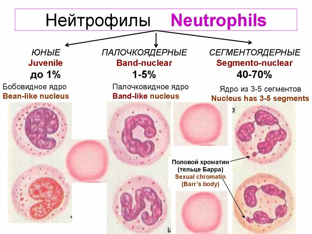 Повышенные гранулоциты в крови причины. Нейтрофилы строение гистология. Нейтрофильный лейкоцит строение. Нейтрофилы функции гистология. Нейтрофилы юные палочкоядерные сегментоядерные.