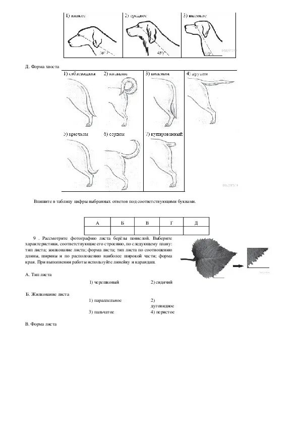 ОГЭ биология задание с собакой. Задание 24 ОГЭ по биологии собаки. ОГЭ биология задание с листом. 28 Задание биология.