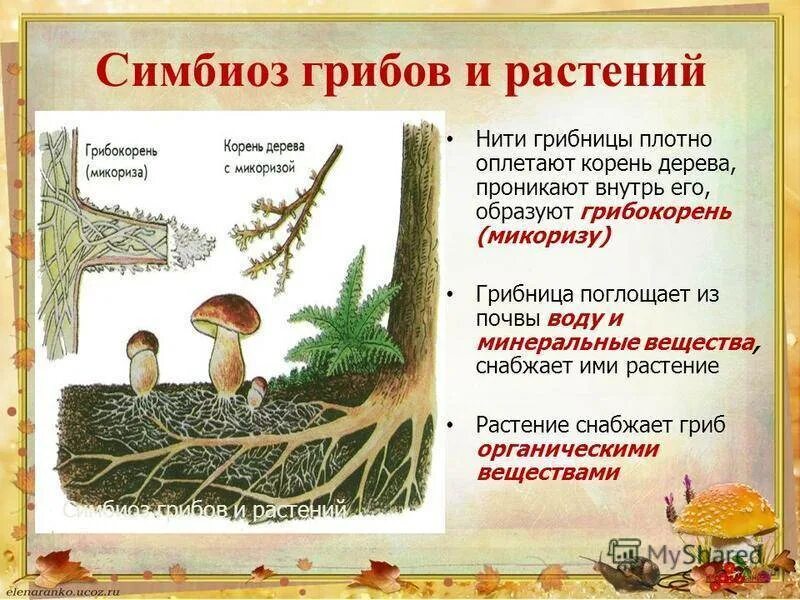 Растения обеспечивают жизнь другим потому что. Микориза с грибами-симбионтами. Симбиоз. Симбиоз грибов и растений. Симбиоз шляпочных грибов и деревьев.