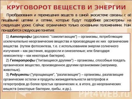 Круговорот веществ и энергии в экосистеме