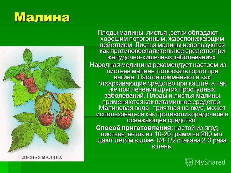 Малина листья лечебные