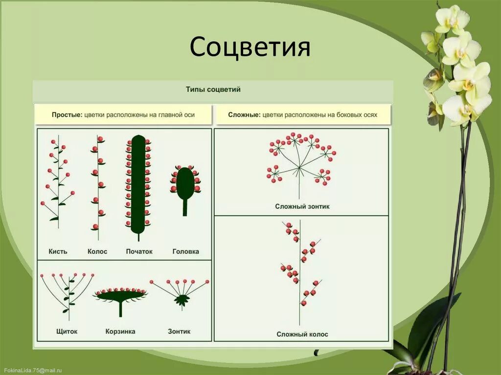 Какой тип соцветия. Тирс соцветие. Пеларгония Тип соцветия. Соцветие початок. Простые соцветия.