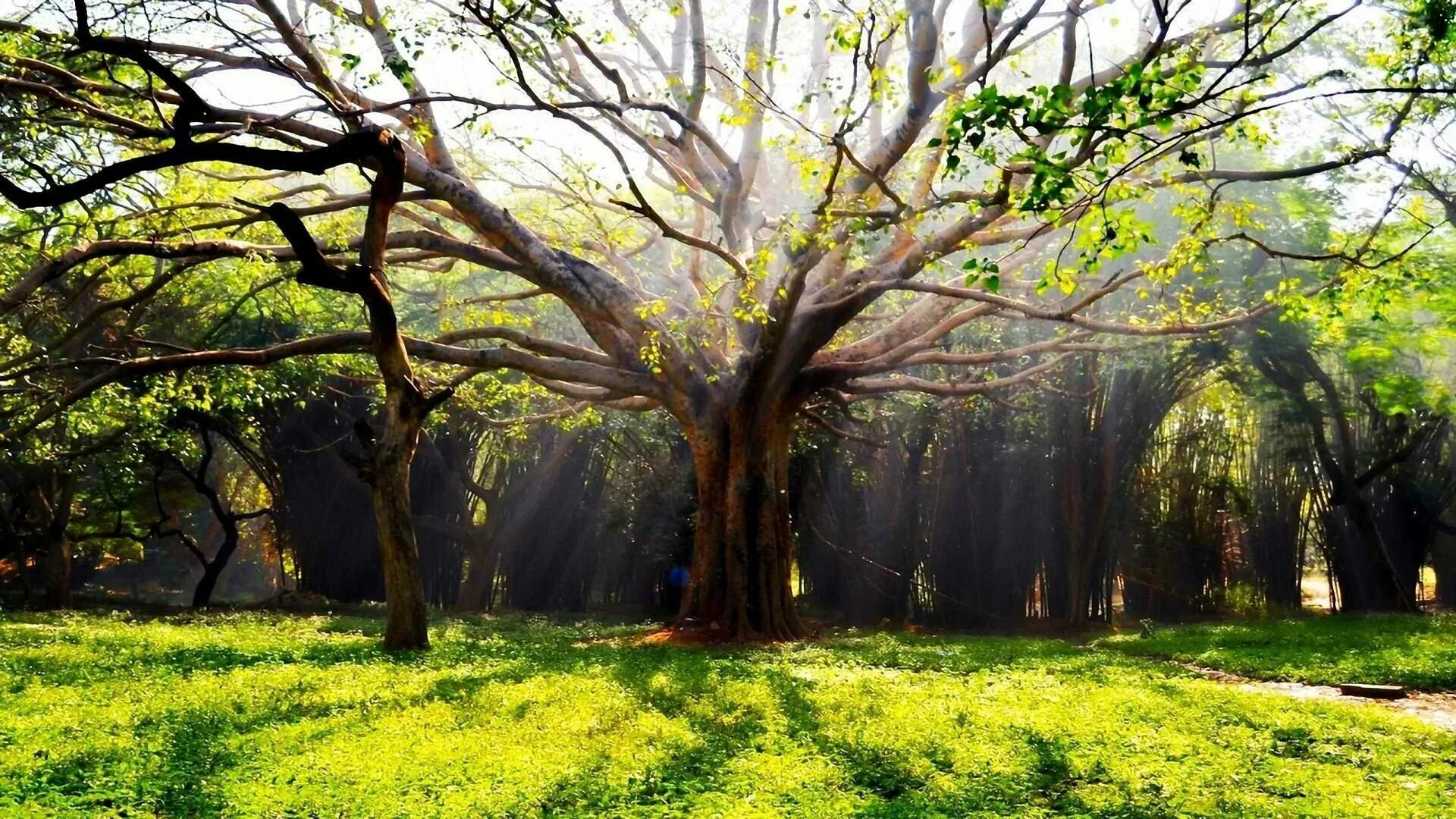 Среди густых деревьев. Шервудский лес в Англии. Красивое дерево. Ветвистое дерево. Красивое дерево в лесу.