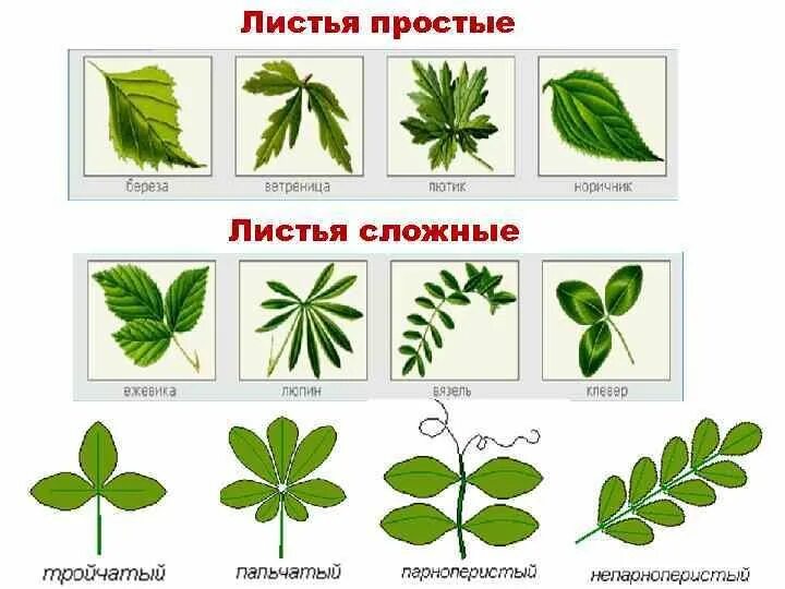 Растения с простыми листьями. Сложные листья. Простые и сложные листья. Названия сложных листьев. Какой лист называют сложным