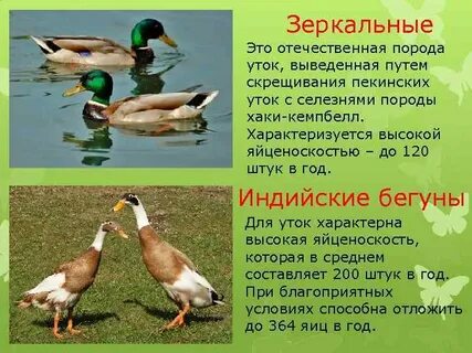 Что человек получает от утки