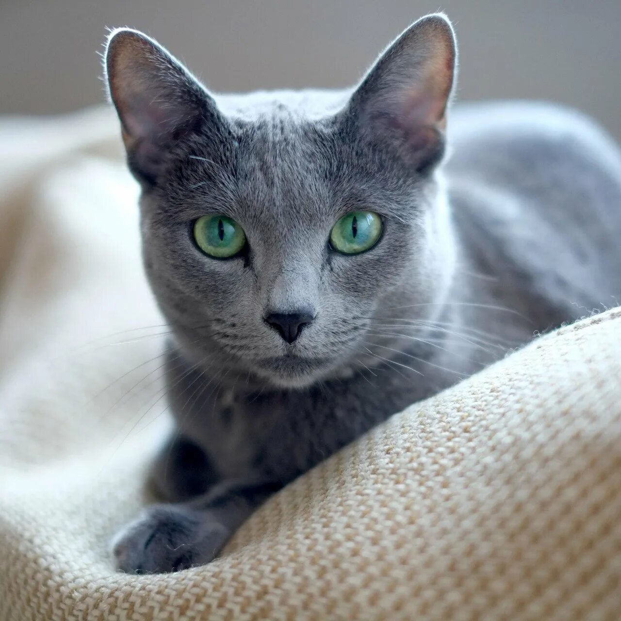Породы котов с голубыми глазами. Сибирский голубая кошка короткошерстная. Сибирская голубая гладкошерстная. Кошка Сибирская голубая гладкошерстная. Серая кошка порода Корат.