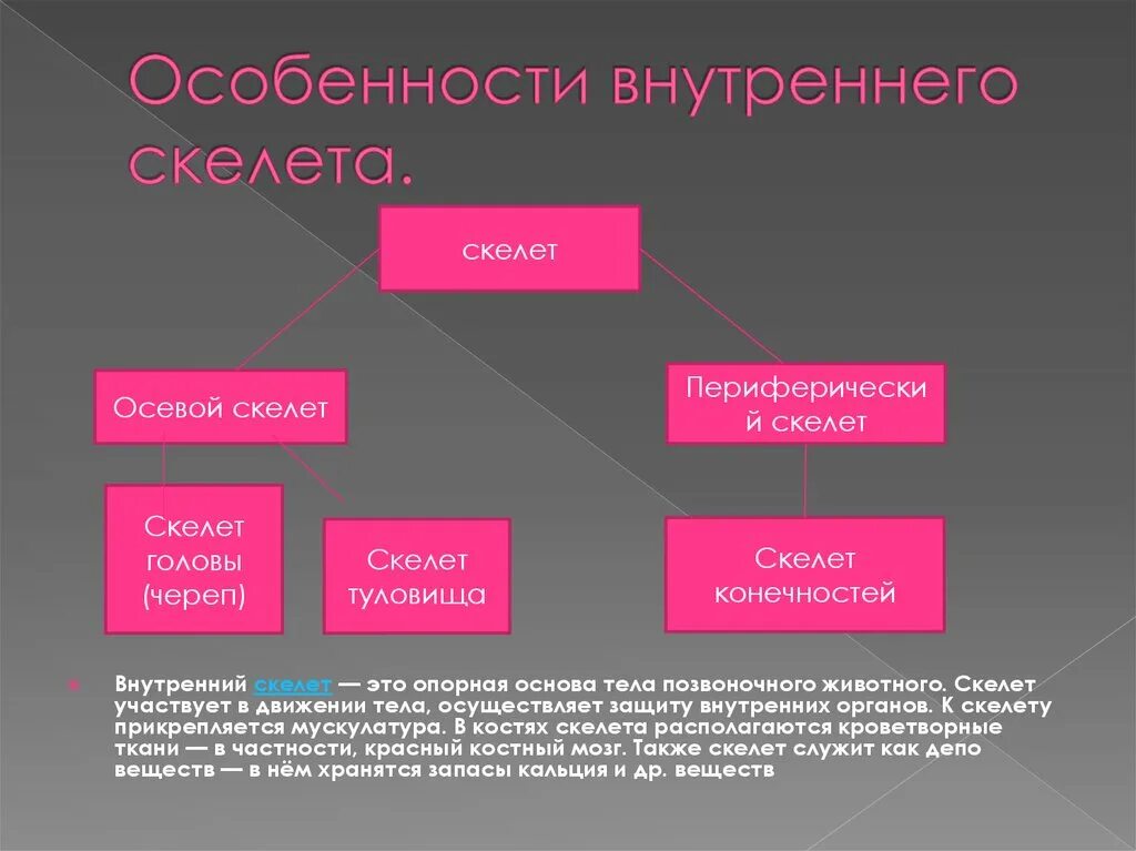 Прочный внутренний скелет. Особенности внутреннего скелета. Характеристика внутреннего скелета. Внутренний скелет это в биологии. Характеристики наружного скелета.