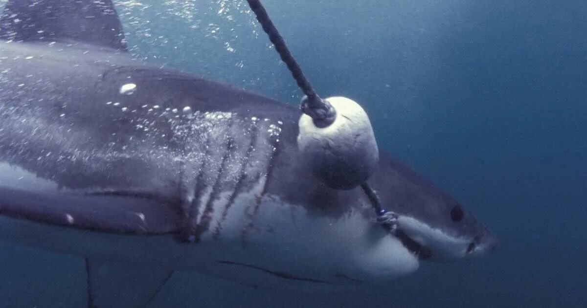 Металлическая сетка от акул. Заградительные сетки от акул. Сетка от акул. Заградительные сетки от акул. Shark net.