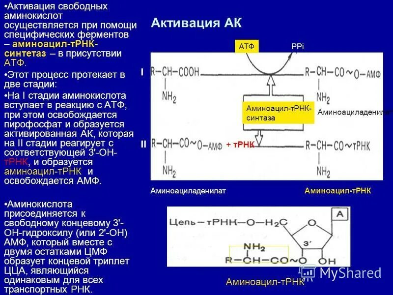 Транскрипция атф. Активация аминокислот для белкового синтеза. Реакция образования аминоацил-ТРНК-синтетазы. Активация аминокислот при биосинтезе.