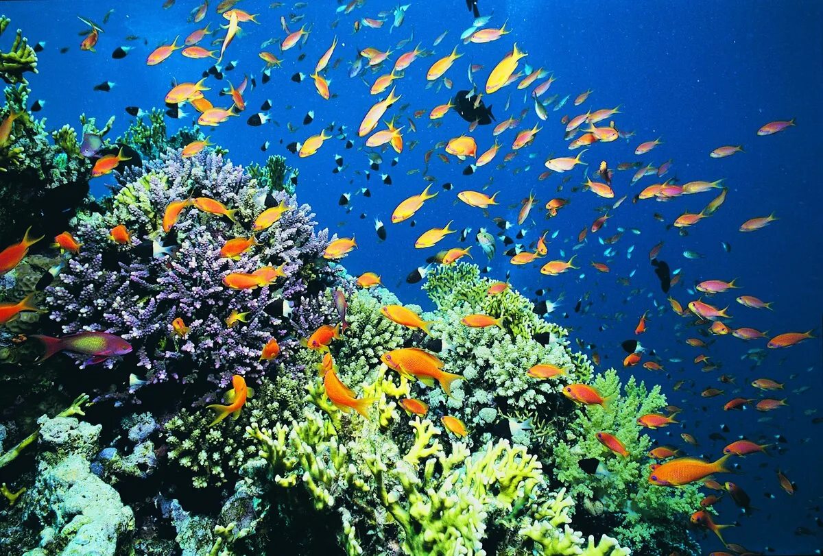 Экосистема кораллового рифа. Южно-китайское море обитатели. Растительный и животный мир кораллового моря. Коралловые рифы Тихого океана. Разнообразие жизни в океане.