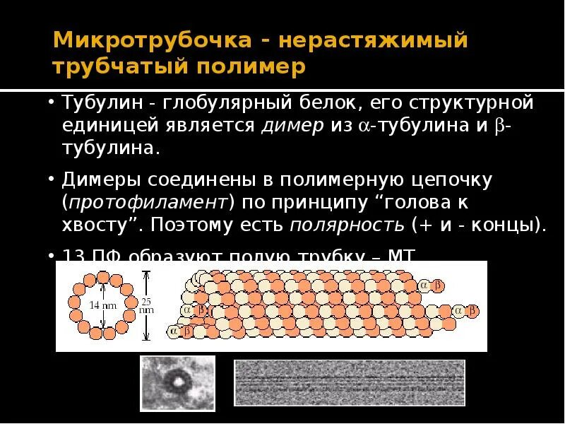 Микротрубочки участвуют в формировании. Схема строения микротрубочек. микротрубочки при делении. микротрубочки транспортная функция. микротрубочки характеризуются:.