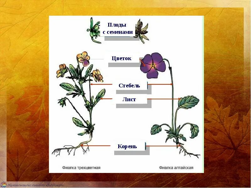 Установите соответствие корень лист. Корень стебель лист цветок. Цветок, семена, корень, стебель, лист. Цветок со стеблем и листьями. Плод с семенами цветка цветок стебель.