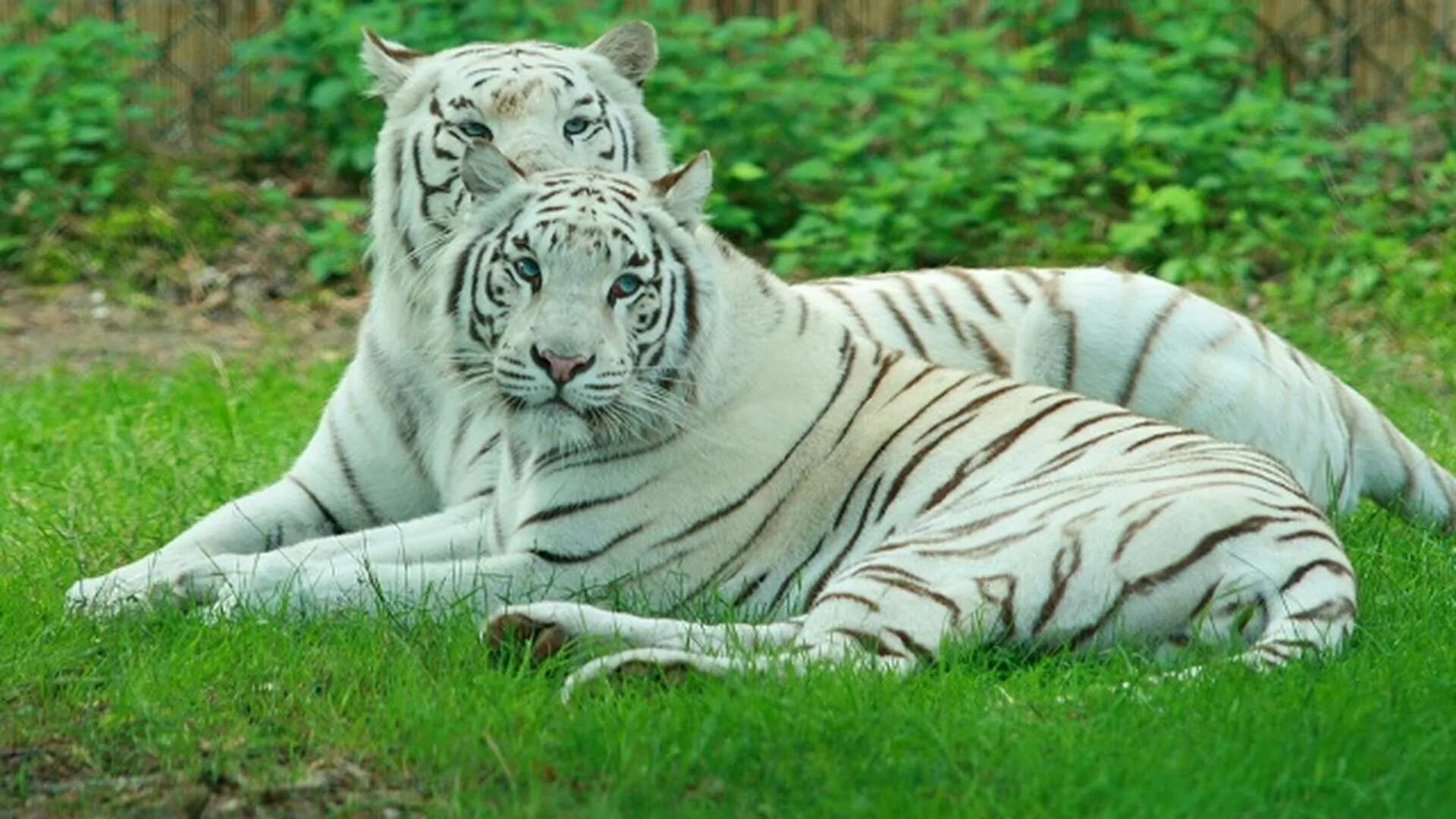 Какой тигр белый. Уссурийский тигр белый. Амурский тигр белый. Белый бенгальский тигр. "Белый тигр" Овсянников.