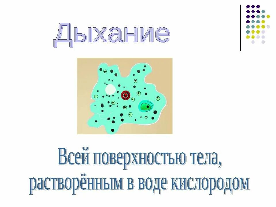 амеба дышит растворенным в воде кислородом. стих про амебу. амеба дышит растворенным в воде кислородом. микроскопические животные обитающие в воде. жизненный цикл амебы обыкновенной.