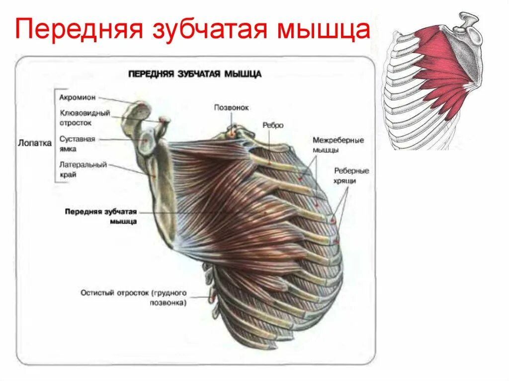 Передняя зубчатая мышца анатомия. Функция передней зубчатой мышцы. Передняя зубчатая мышца, m. serratus anterior. Передняя зубчатая мышца латынь.