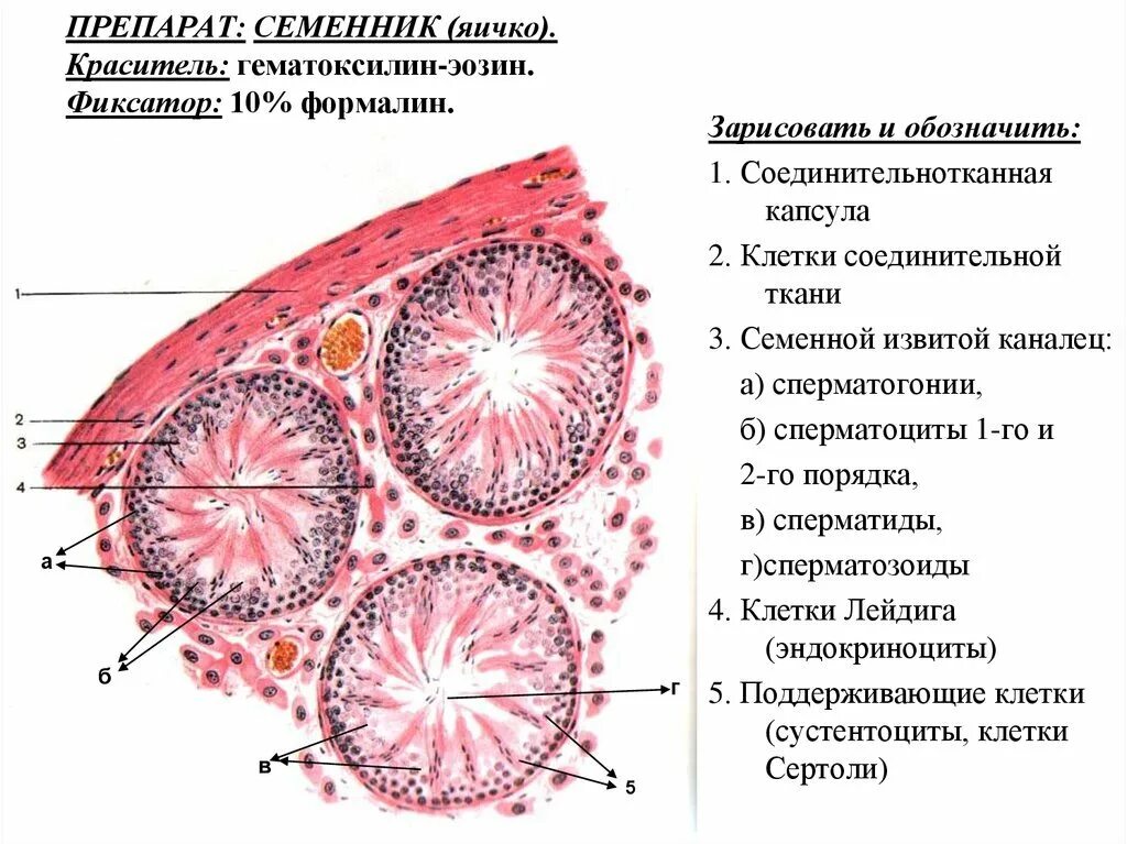 Семенник гистология. Сперматогенез в семеннике крысы препарат. извитой семенной каналец крысы окраска гематоксилин эозином. поперечный срез семенника крысы. поперечный срез семенника крысы препарат.