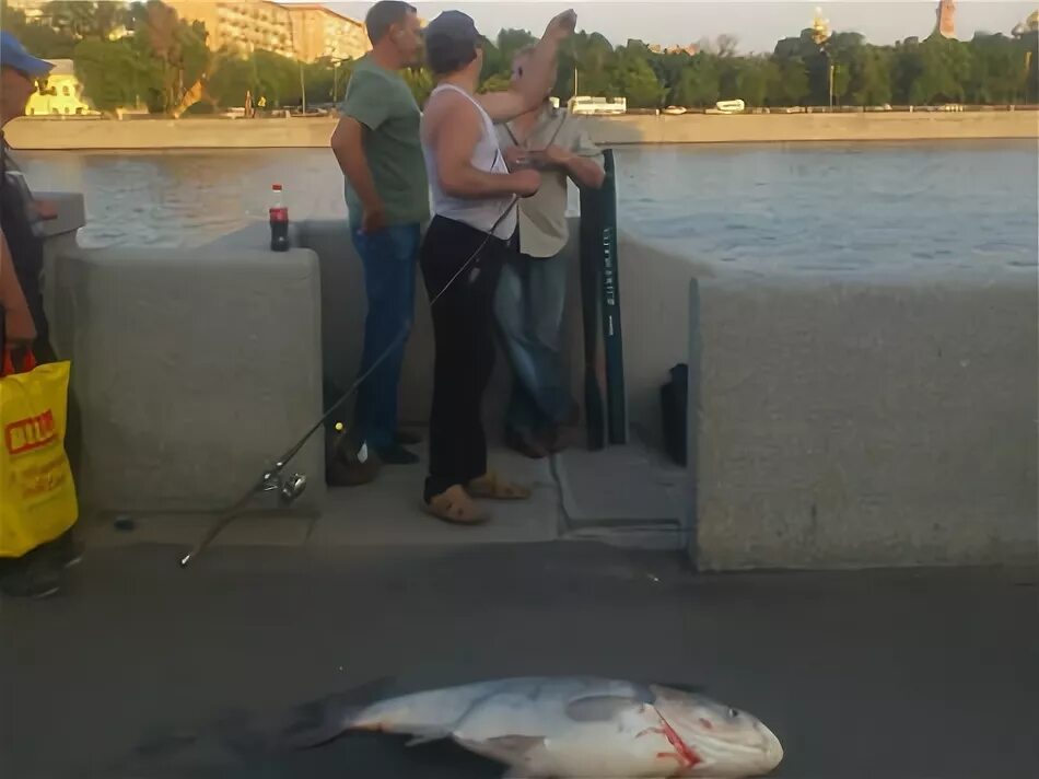 Толстолобик на Бережковской набережной. Толстолобик в Москве реке. Сом в Москве реке. Рыба в Москве реке. Ловить рыбу в москве реке