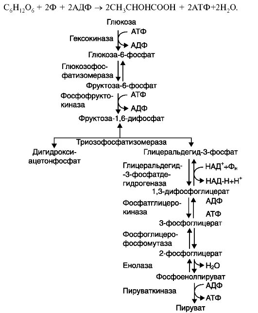 окисление глюкозы в организме. аэробный гликолиз реакции биохимия. аэробный гликолиз схема процесса. схема анаэробного гликолиза биохимия. последовательность окисления глюкозы.