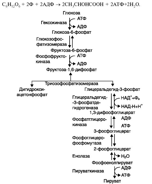 Последовательность процессов окисления глюкозы в клетках. Анаэробное окисление Глюкозы схема. Аэробное дихотомическое окисление Глюкозы схема. Схема окисления Глюкозы биохимия. Схема аэробного окисления Глюкозы.