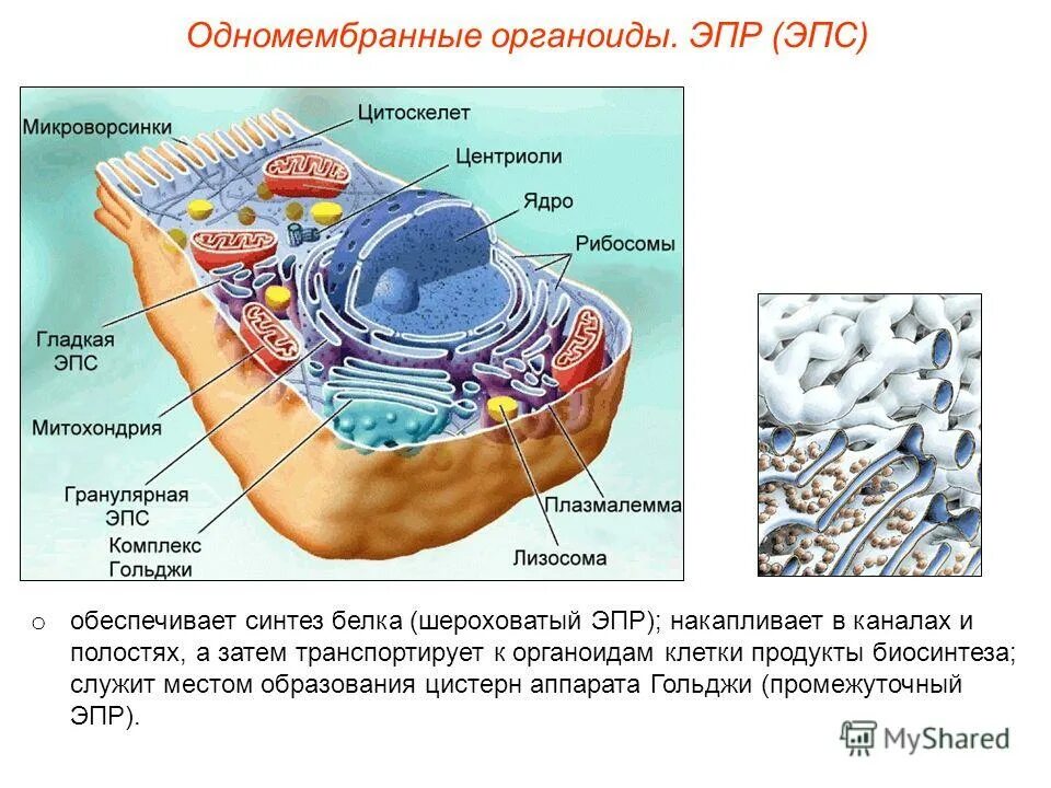 Хлоропласт комплекс гольджи ядро митохондрии. Строение мембраны органоидов клетки. одномембранные органоиды клетки аппарат гольджи. органоиды эндоплазматическая сеть строение и функции. эпр органелла функция.