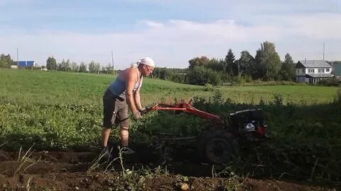 Скосить картошку