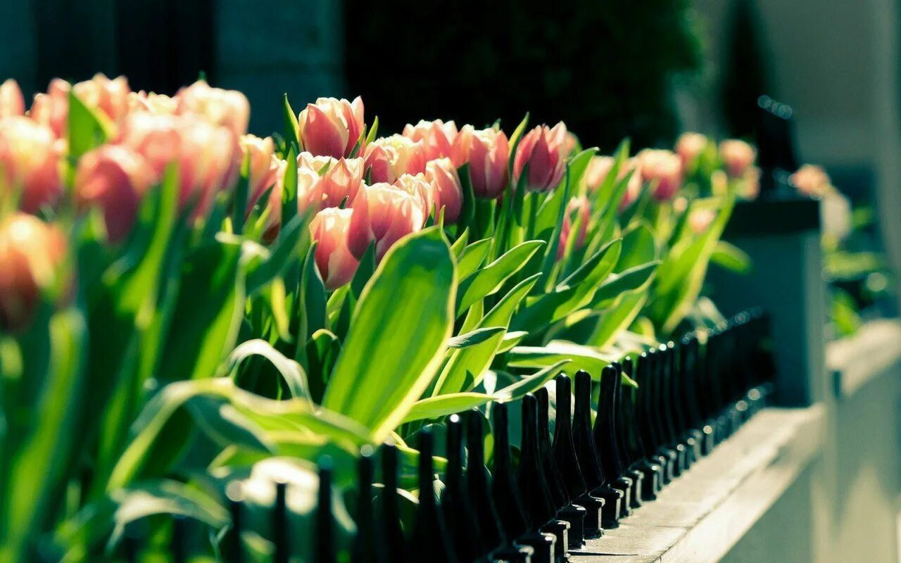 Тюльпаны стильные картинки. Цветы тюльпаны. Шикарные тюльпаны. Весенние тюльпаны.