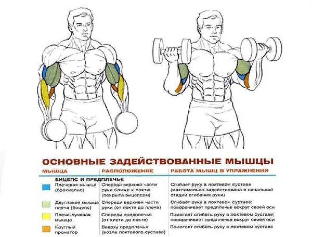 Подъем гантелей на брахиалис. Упражнения с гантелями на бицепс упражнения с гантелями на бицепс. Какие гантели для бицепса. Подъем на бицепс штанги/гантелей стоя/сидя. Гантели в руках.