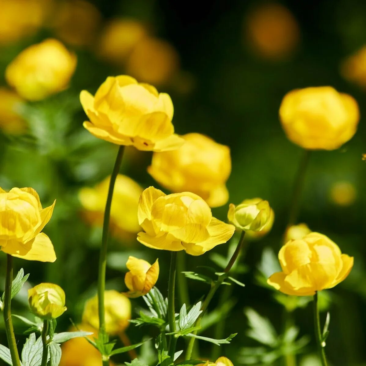 Италмас детский. Купальница (trollius). Италмас детский. Купальница европейская (trollius europaeus). Италмас детский.