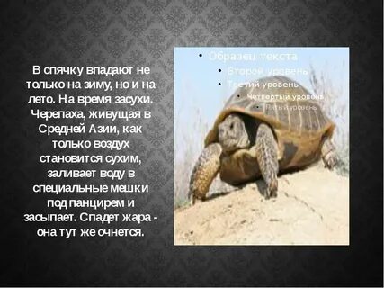 Черепашка впадает в спячку