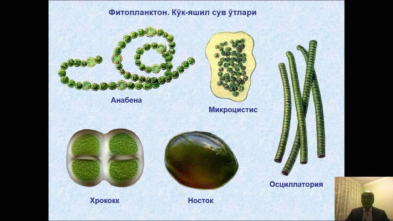 Синезеленые водоросли продуцент. Синезеленые водоросли представители. Сине-зеленые водоросли цианобактерии. Синезеленве водоросли. Представители отдела сине-зеленых водорослей.