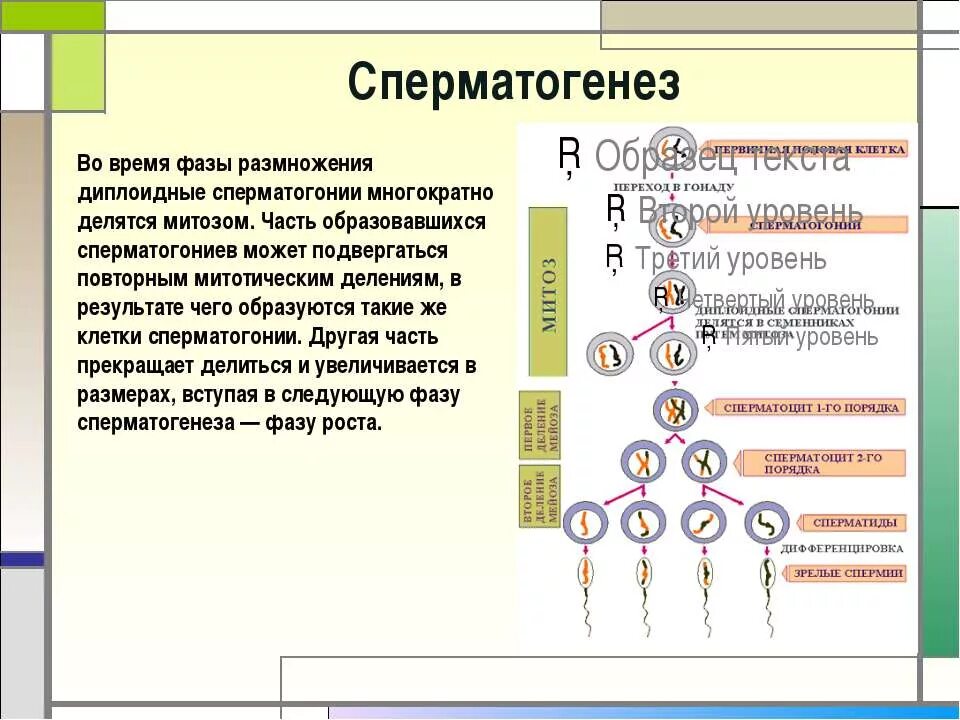Гаметогенез таблица. Периоды гаметогенеза схема. Фаза созревания овогенеза. Фазы гаметогенеза схема. Фазы гаметогенеза.