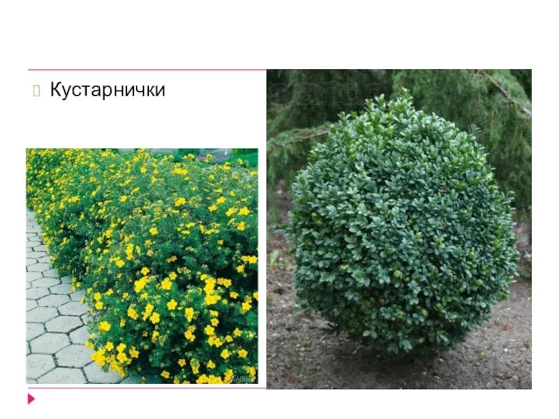 Кустарниковые растения примеры. Покрытосеменные кустарники. кустарнички. примеры растениякустарничков. цветковое растение кустовые.