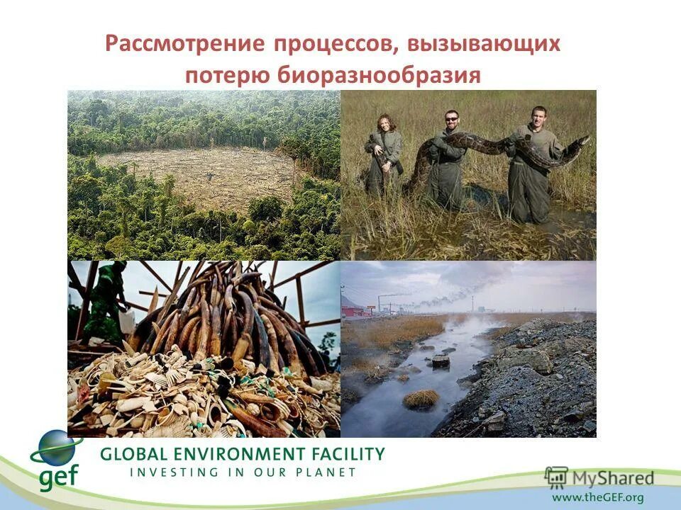 Угроза биоразнообразию. Причины сокращения биоразнообразия. Сохранение биоразнообразия. Причины сохранения биоразнообразия. Основные источники биологической опасности.