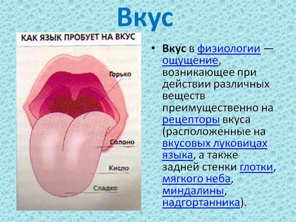 Органы чувств 8 класс биология презентация. Вкусовые рецепторы на языке. Рецепторы языка человека. Вкусовые рецепторы языка для детей.