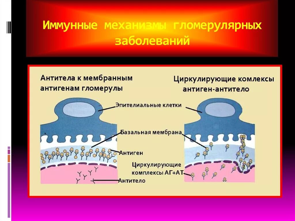 Гломерулярная базальная мембрана. Строение базальной мембраны. Гломерулярная базальная мембрана строение строение. Базальная мембрана механизм. Базальная мембрана функции