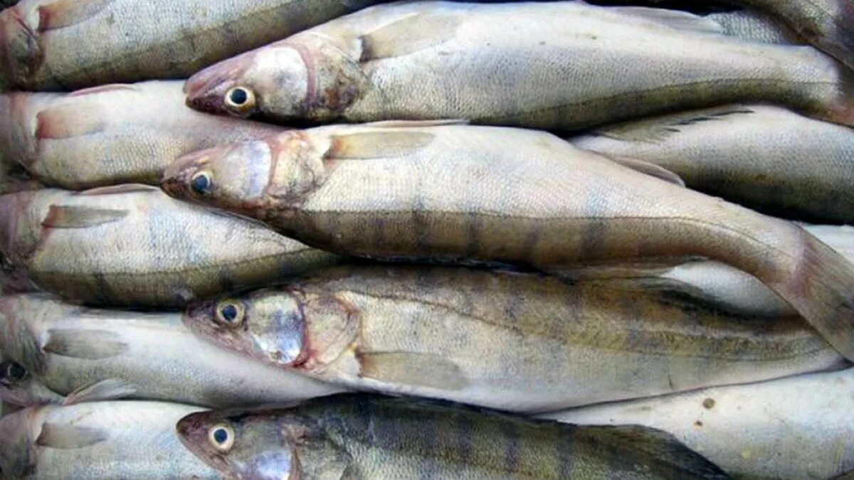 Купить рыбу в пензе. Свежая Речная рыба. Сом Судак. Рыба в Казахстане разновидность. Речная рыба в Пензе.