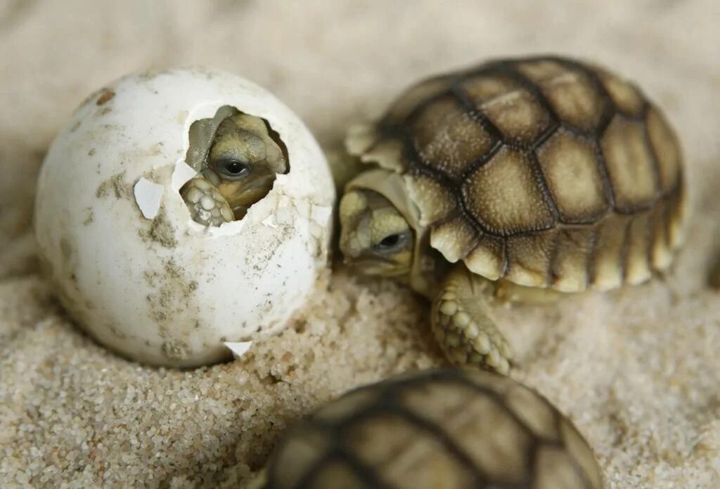Pseudemydura Umbrina. Морская черепаха откладывает яйца. Морская черепаха детеныш Черепашонок. Среднеазиатская черепаха детеныш.