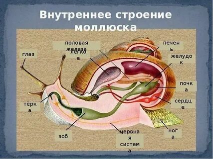 Вид циркулирующей жидкости у беспозвоночных