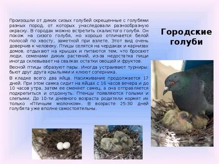 На волю как из клетки сизым голубком