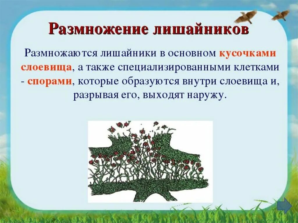 2 лишайники размножаются. Лишайники размножение схема. Биология класс 6 размножение лишайников\. Размножение лишайников. Размножение лишайников 5 класс биология.