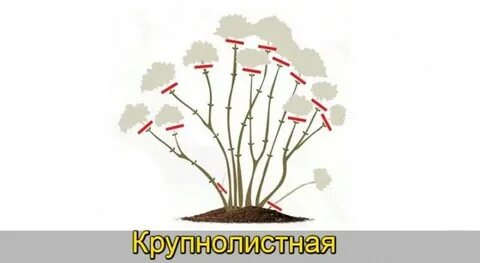 Обрезка молодой гортензии метельчатой осенью