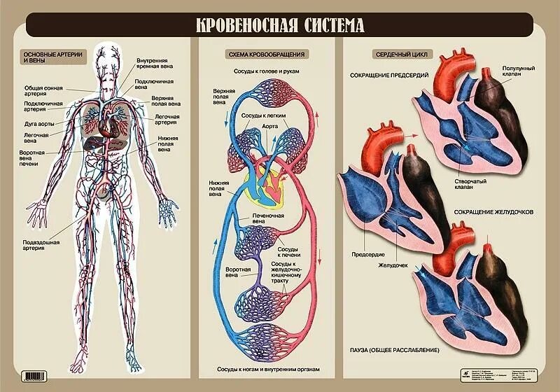 Кровеносная система человека доставляет лекарственные. Анатомия строение кровеносной системы. схема строения кровеносной системы. строение кровяной системы человека. строение тела человека кровеносная система.
