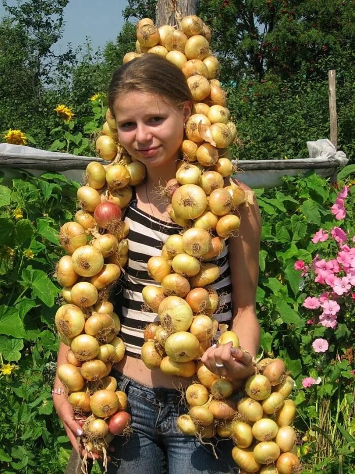 Лук в сентябре. Лук в косичках. лук в косе.