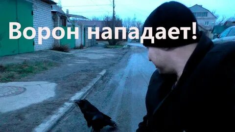 Напал ворон примета