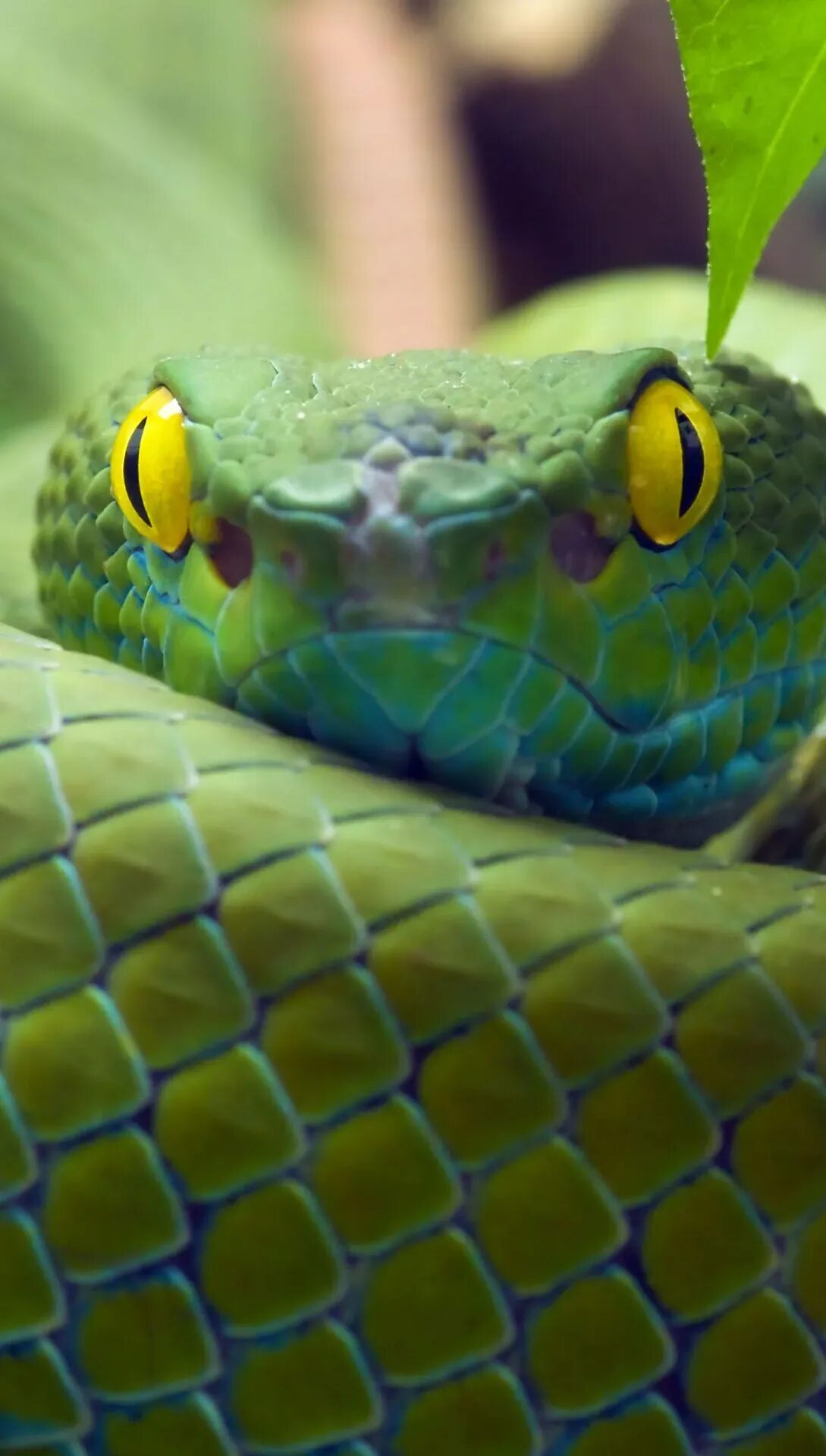 Is there a snake